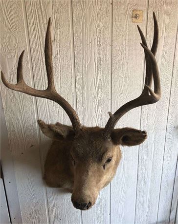 Whitetail Deer Head Wall Mount 9 Point-Taxidermy